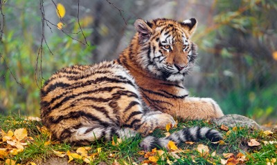 тигр лежит трава листья осень