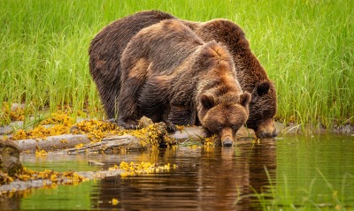 медведи, водопой