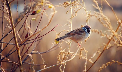 птица синица ветка весна