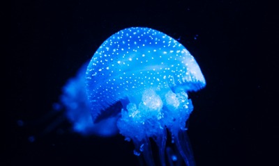 медуза, свечение