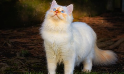 кот белый пушистый голубые глаза