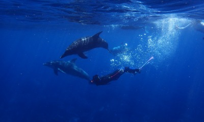 дельфины, аквалангист
