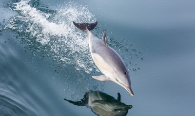 дельфин, прыжок