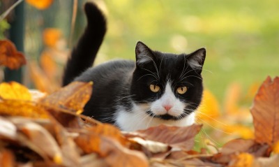кот, листья