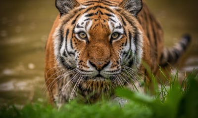 тигр морда хищник взгляд