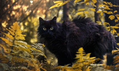 черный кот, лес
