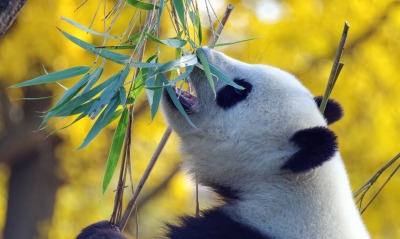 панда, листья