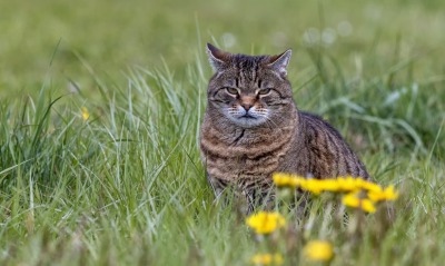 кошка, на траве
