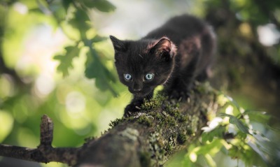 черный кот, на дереве