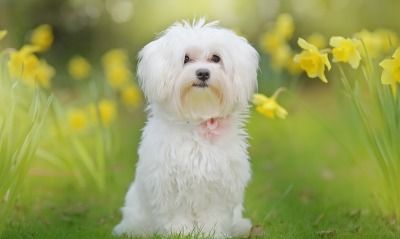 собака белый пес болонка
