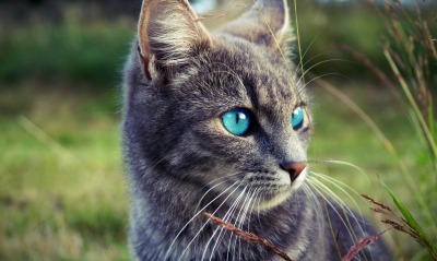 котенок, глаза