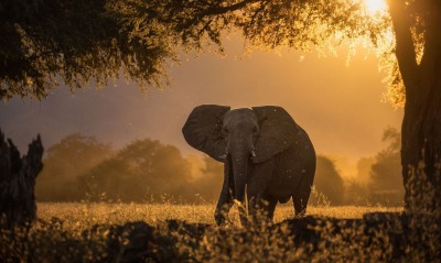 слон, дерево