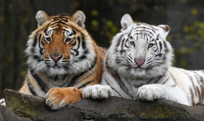 тигры, белый тигр