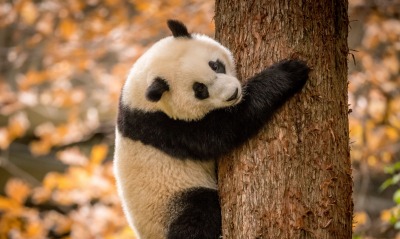 панда медведь на дереве