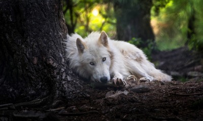 волк белый лежит лес дерево ствол