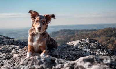 собака горы камни высота лежит