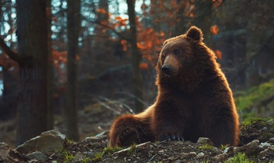 медведь бурый медведь в лесу