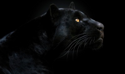 пантера черная морда черный фон