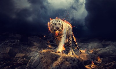 тигр, огненный