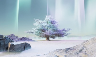 дерево лед зима свечение сияние полюс