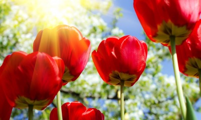 красные тюльпаны, цветущие деревья