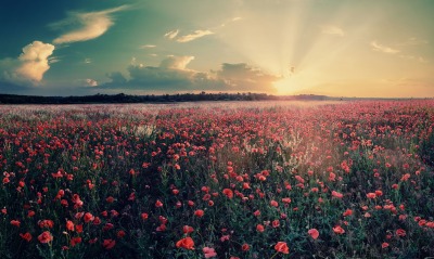 закат поле красные цветы небо облака