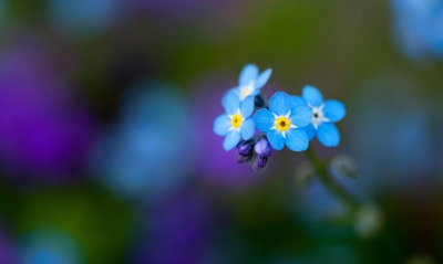 синие, цветы