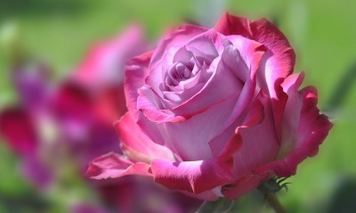 природа цветы крупный план роза
