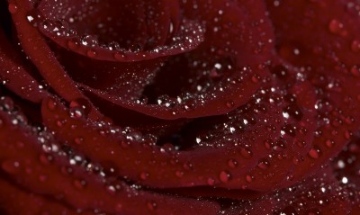 роза капли rose drops