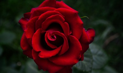 природа цветы роза красная nature flowers rose red