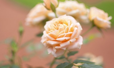 природа розы цветы белые