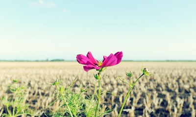 цветок, поле