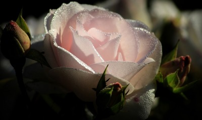 роза белая капли макро