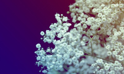цветы, белые