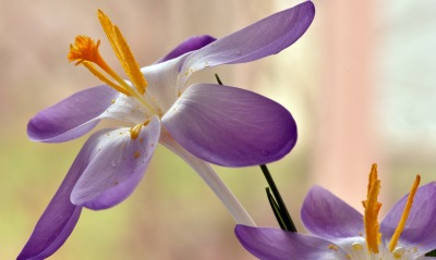 цветок, фиолетовый