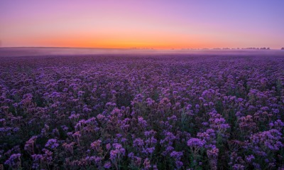 лаванда поле фиолетовый рассвет
