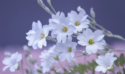 белые цветы, лепестки