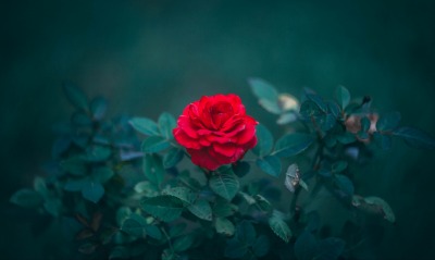 красная роза, фокус