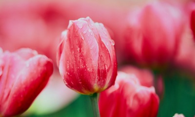 красные тюльпаны, весна