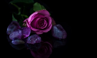 роза черный фон фиолетовая