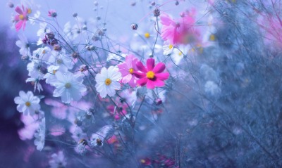 цветы красочные трава туман