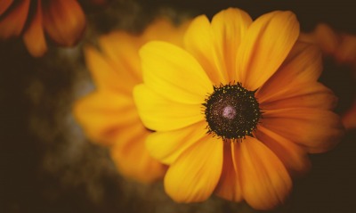 цветок желтый, лепестки
