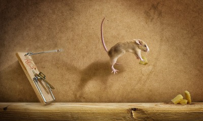 животные мышь мышеловка сыр