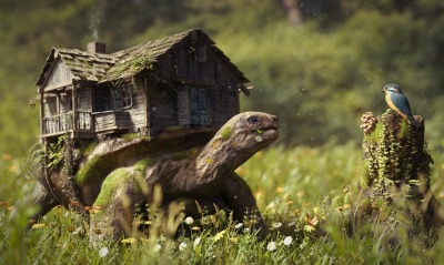 графика природа животные черепаха дом graphics nature animals turtle the house