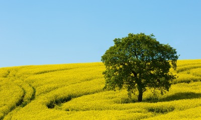 дерево поле рапс желтое