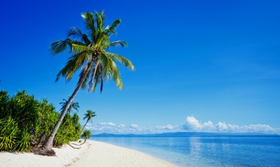 пляж пальма берег песок побережье море ясный день