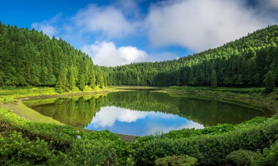 озеро лес лето ясный день зелень