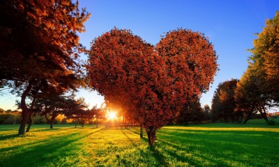 дерево сердце солнце лучи