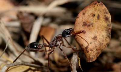 муравей, листок
