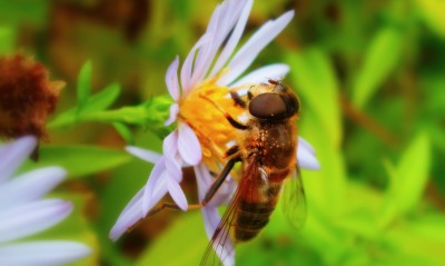 пчела, цветок